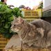 20090201_tunisiatrip_08_sousse_medina_ca